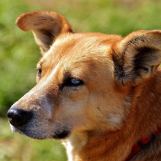 Corte a tijera para perros