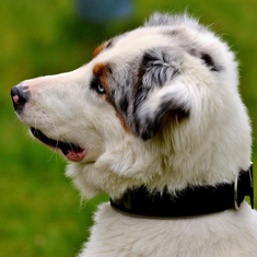 Corte a maquina para perros